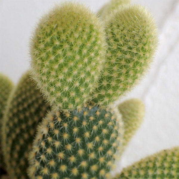 観葉植物/サボテン：ゴールデンバニー3号角鉢入り |  | 03