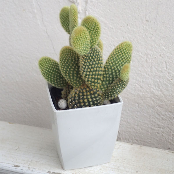 観葉植物/サボテン：ゴールデンバニー3号角鉢入り |  | 02