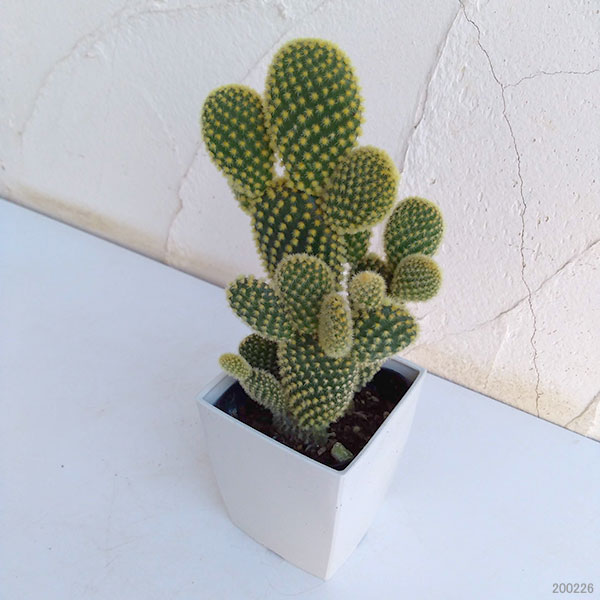 観葉植物/サボテン：ゴールデンバニー3号角鉢入り |  | 01