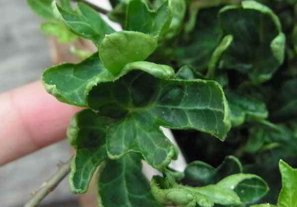草花の苗 サマーセール ヘデラ こぐまの足音3...の詳細画像2