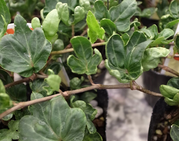 草花の苗 サマーセール ヘデラ こぐまの足音3...の詳細画像3