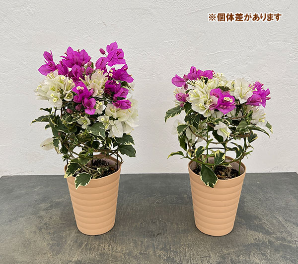 ブーゲンビリア 鉢植え（鉢花）｜生花 | 花、ガーデニング のおすすめ