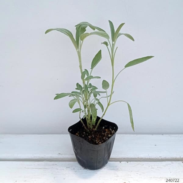 ハーブの苗 セージ コモンセージ3号ポットの詳細画像4