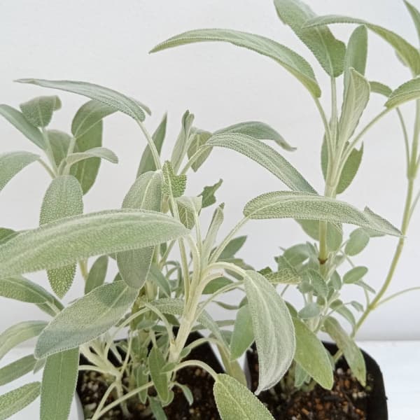 ハーブの苗 セージ コモンセージ3号ポットの詳細画像5