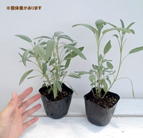 ハーブの苗 セージ コモンセージ3号ポットの詳細画像2