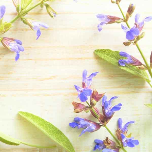 ハーブの苗 セージ コモンセージ3号ポットの詳細画像1