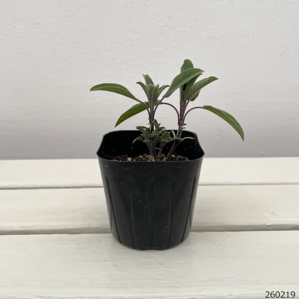 ハーブの苗 セージ コモンセージ3号ポットの詳細画像3