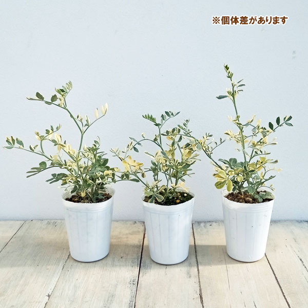 草花の苗 コロニラ バレンティーナ・バリエガータ（斑入りエニシダ）2.5-3号ポット |  | 12