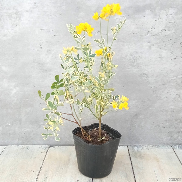 草花の苗 コロニラ バレンティーナ・バリエガータ（斑入りエニシダ）2.5-3号ポット |  | 06