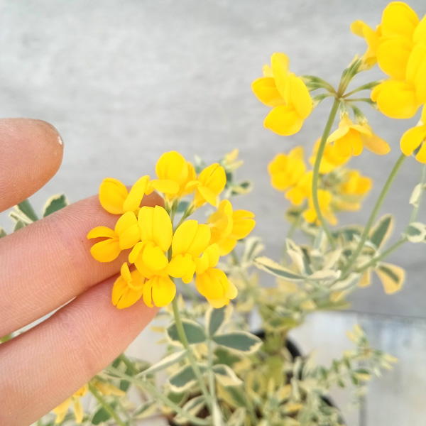 草花の苗 コロニラ バレンティーナ・バリエガータ（斑入りエニシダ）2.5-3号ポット |  | 07