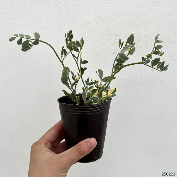 草花の苗 コロニラ バレンティーナ・バリエガータ（斑入りエニシダ）2.5-3号ポット |  | 01