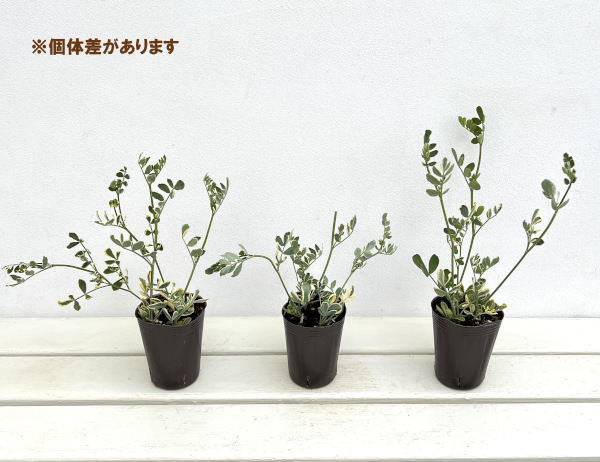 草花の苗 コロニラ バレンティーナ・バリエガータ（斑入りエニシダ）2.5-3号ポット |  | 03