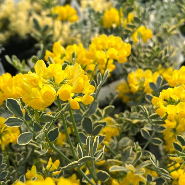 草花の苗 コロニラ バレンティーナ・バリエガータ（斑入りエニシダ）2.5-3号ポット |  | 13