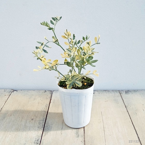 草花の苗 コロニラ バレンティーナ・バリエガータ（斑入りエニシダ）2.5-3号ポット |  | 10