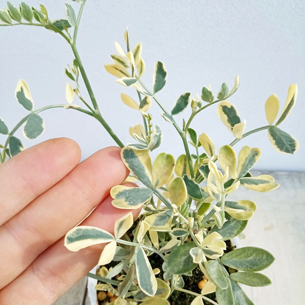 草花の苗 コロニラ バレンティーナ・バリエガータ（斑入りエニシダ）2.5-3号ポット |  | 11