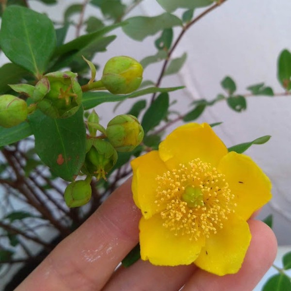 花木 庭木の苗 キンシバイ(金糸梅 ヒペリカム...の詳細画像4
