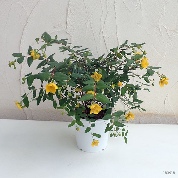 花木 庭木の苗 キンシバイ(金糸梅 ヒペリカム...の詳細画像2