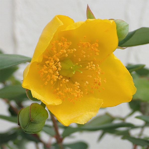 花木 庭木の苗 キンシバイ(金糸梅 ヒペリカム...の詳細画像3