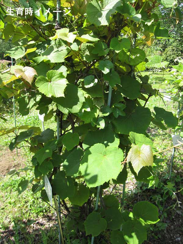 果樹の苗 ヤマブドウ（山葡萄・山ぶどう）メス木（メス）大実接木苗4