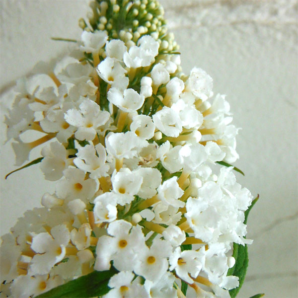 花木 庭木の苗/ブッドレア：ホワイトプロフュージョン（白花）4号ポット｜engei｜03
