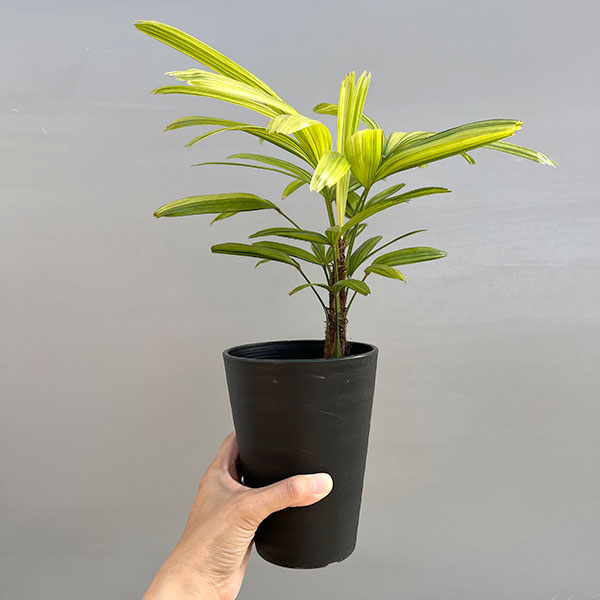 観葉植物 カンノンチク 綾錦(あやにしき)4号鉢植えの詳細画像2