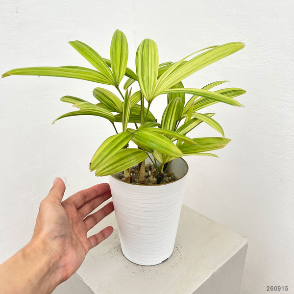 観葉植物 カンノンチク 綾錦(あやにしき)4号鉢植えの詳細画像1