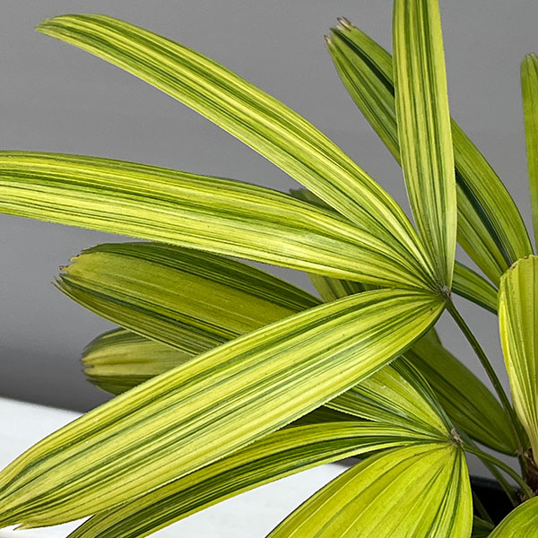 観葉植物 カンノンチク 綾錦(あやにしき)4号鉢植えの詳細画像4