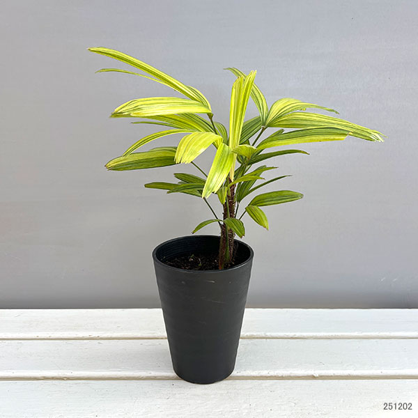 観葉植物 カンノンチク 綾錦(あやにしき)4号鉢植えの詳細画像3