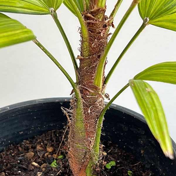 観葉植物 カンノンチク 綾錦(あやにしき)4号鉢植えの詳細画像5