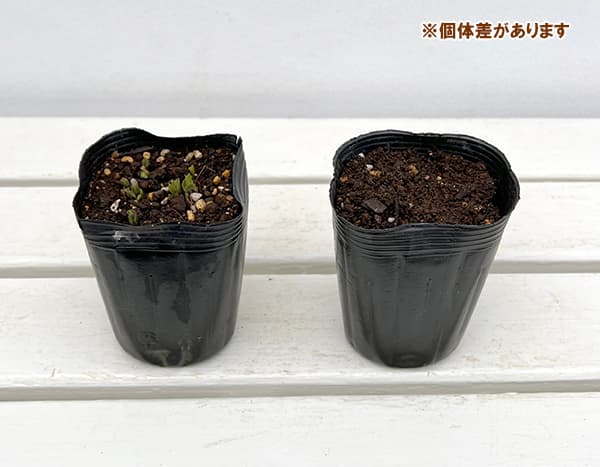 山野草の苗 ツルニンジン3号ポットの詳細画像2
