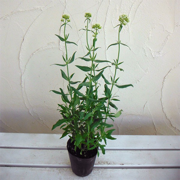 草花の苗 (わけあり特価)セントランサス ホワ...の詳細画像1