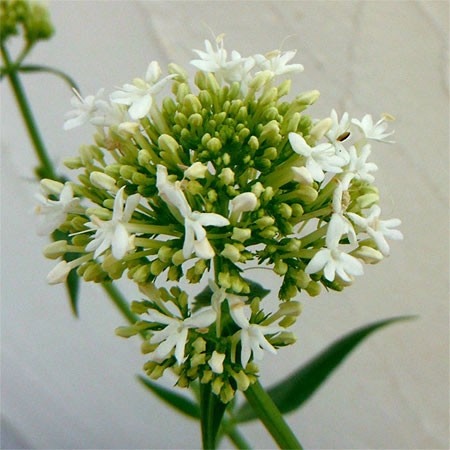 草花の苗 (わけあり特価)セントランサス ホワ...の詳細画像2