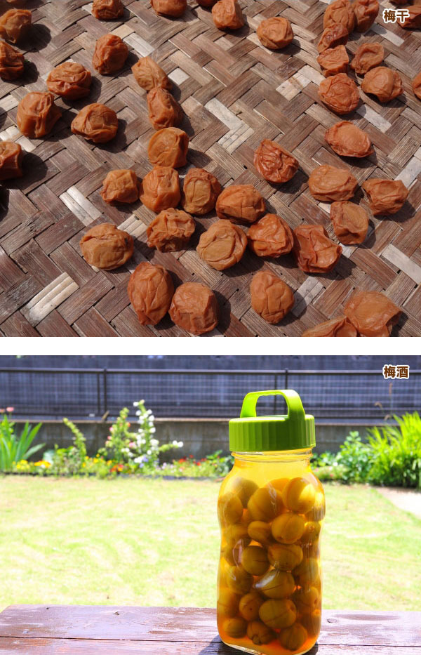 南高梅・白加賀果樹苗2本セット 南高梅・白加賀果樹