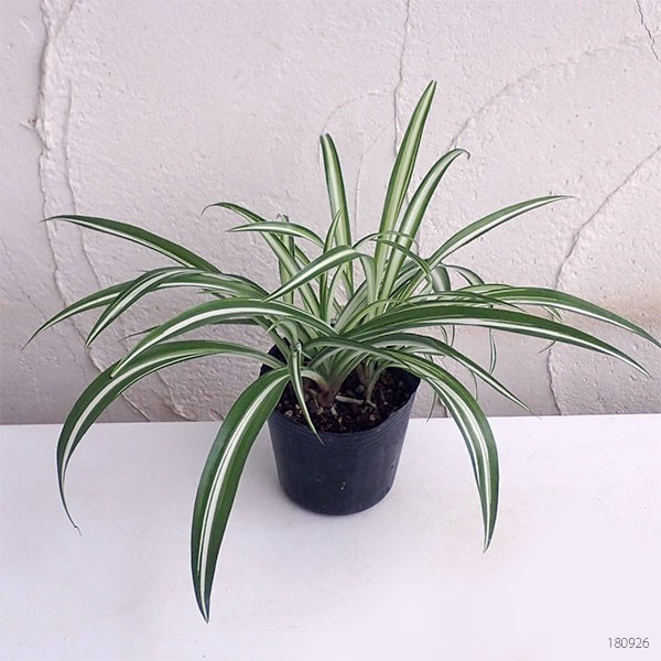 観葉植物 オリヅルラン (内斑)3号ポットの詳細画像3