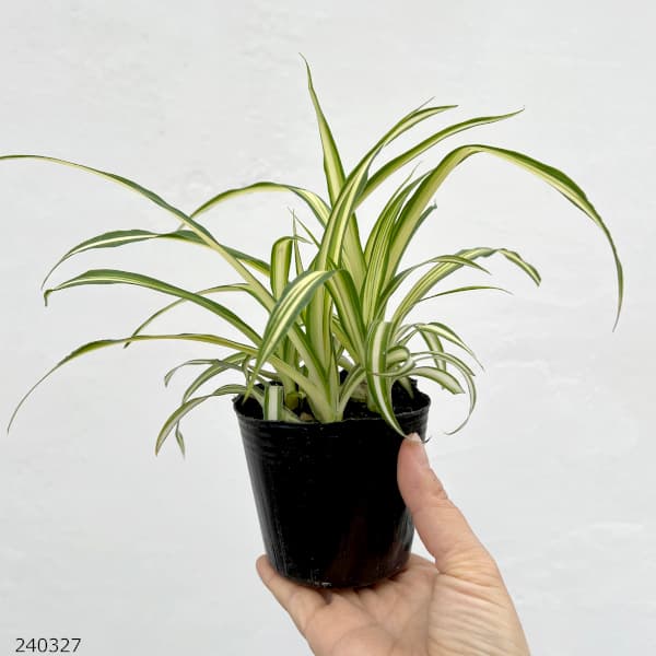 観葉植物 オリヅルラン (内斑)3号ポットの詳細画像2