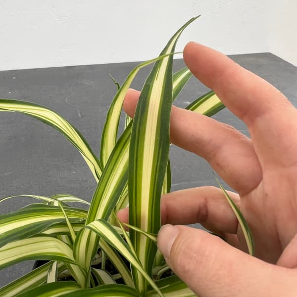 観葉植物 オリヅルラン (内斑)3号ポットの詳細画像5