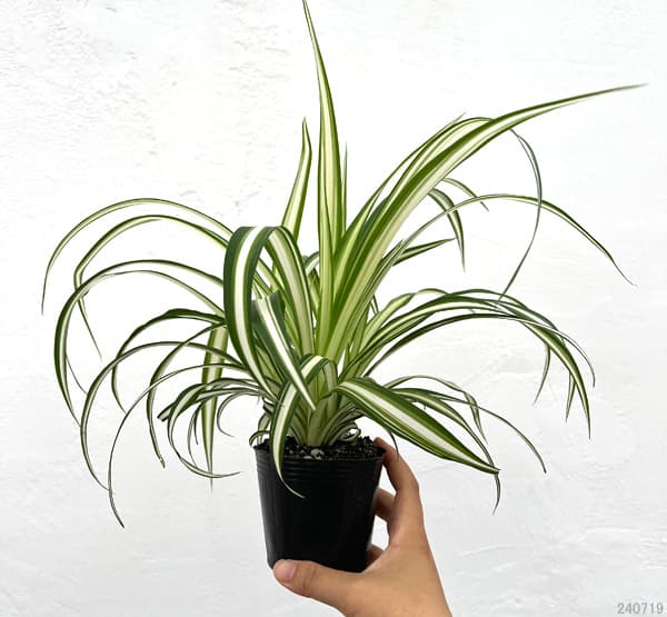 観葉植物 オリヅルラン (内斑)3号ポットの詳細画像1