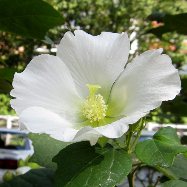 芙蓉（落葉樹の植木、庭木）｜苗木、植木 | 花、ガーデニング の商品