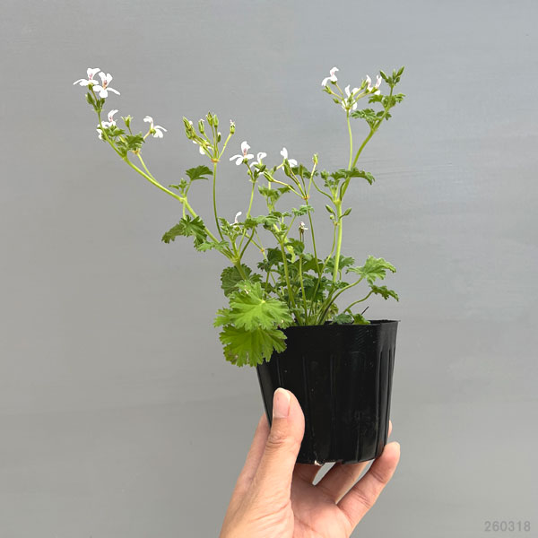 ゼラニウム 八重咲き（苗） | 花、ガーデニング のおすすめ人気商品