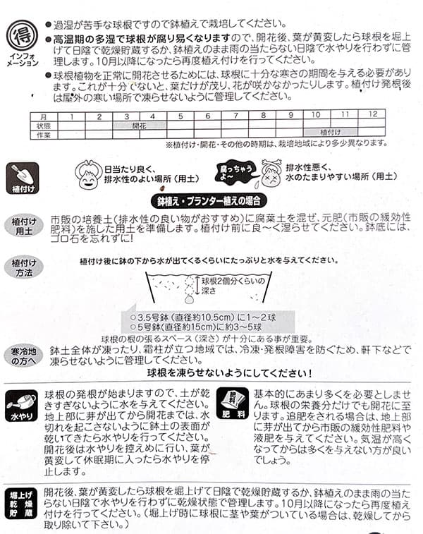 球根 26年9月中下旬予約 テコフィラエア ラ...の詳細画像1