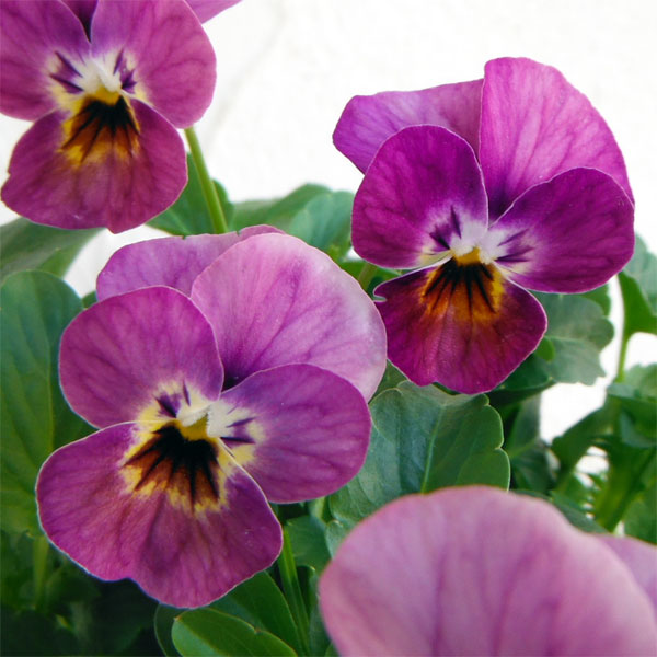 交換無料 草花の苗 ビオラ Angkorgreen Com Kh