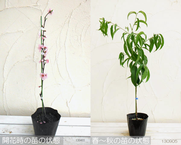 照手桃（果樹の苗、苗木）｜苗木、植木 | 花、ガーデニング のおすすめ