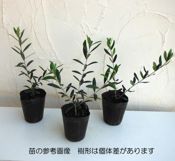 花木 庭木の苗/オリーブ：ネバティロブランコ3-3.5号ポット＊｜engei｜04