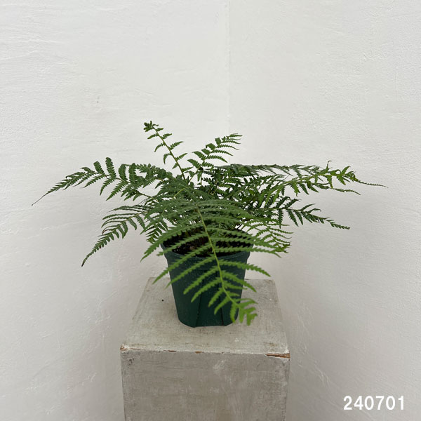 観葉植物 ディクソニア アンタルクティカ 5号鉢植えの詳細画像1