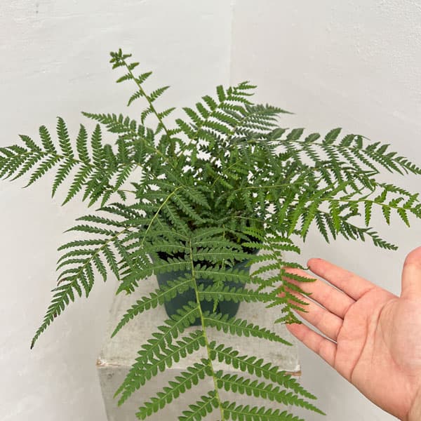 観葉植物 ディクソニア アンタルクティカ 5号鉢植えの詳細画像3