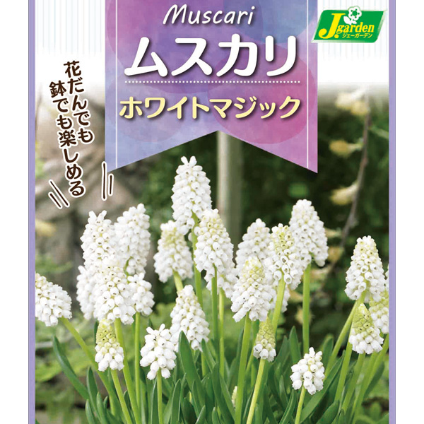 球根 26年9月中下旬予約 ムスカリ ホワイト...の詳細画像1