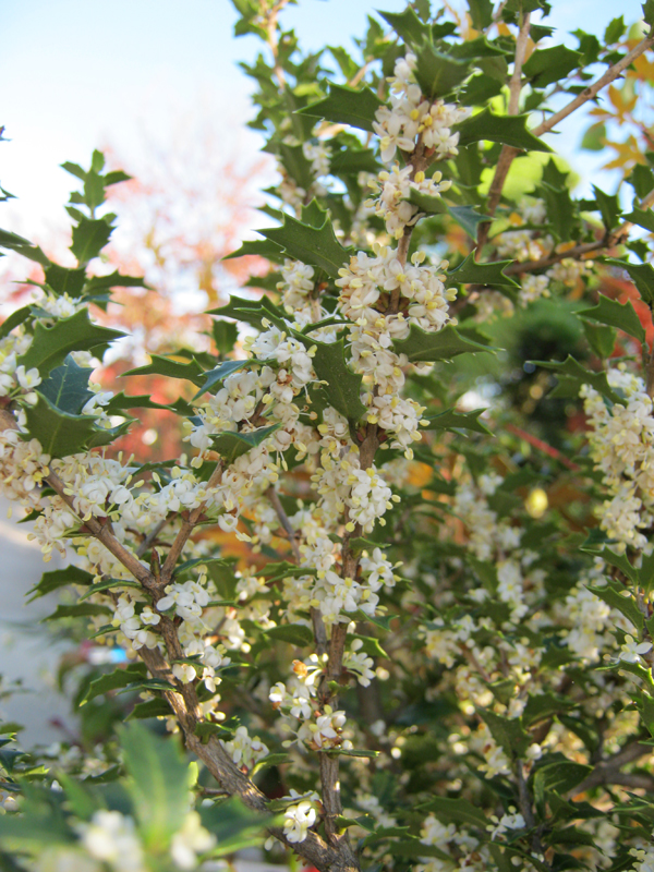 花木 庭木の苗/ヒイラギ：香姫（カオリヒメ）3号ポット 極小葉で香りのよい白花を11月頃に咲かせる柊｜engei｜04