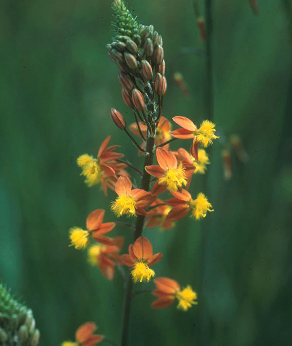 草花の苗 (わけあり特価)ブルビネ サンセット...の詳細画像4