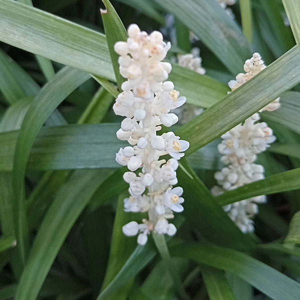 珍しい花の種（花の苗）｜苗 | 花、ガーデニング の商品一覧 通販
