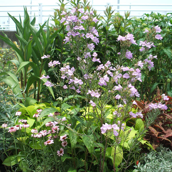 草花の苗 プロスタンテラ シルバーリーフ(シル...の詳細画像5